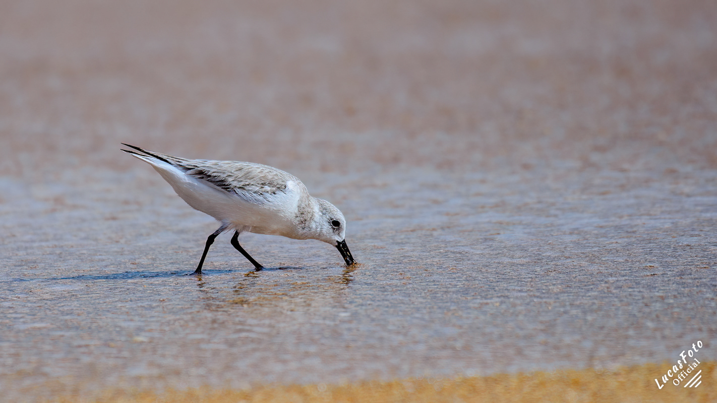 Sanderling