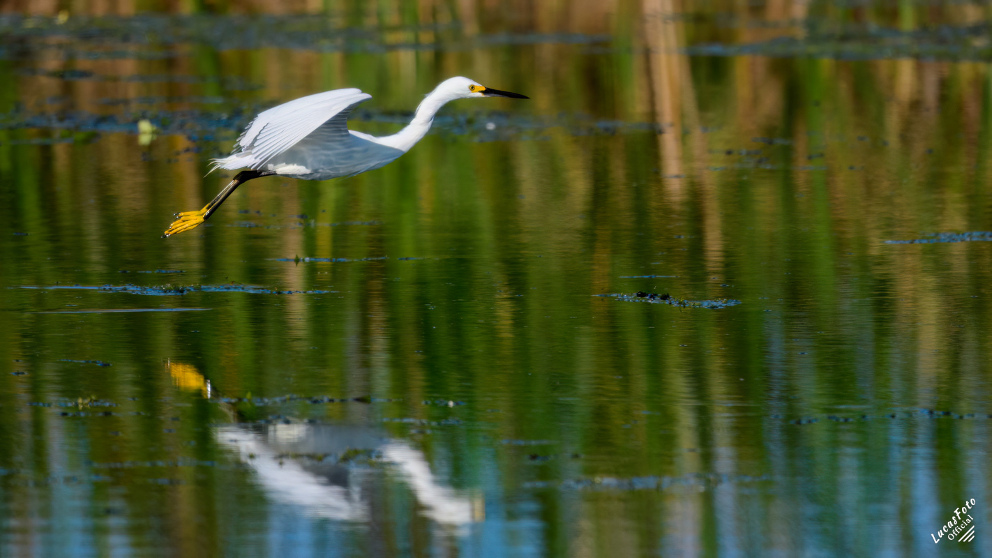 Snowy Egret