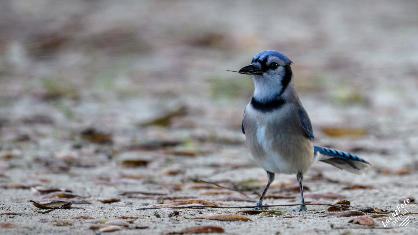 Blue Jay