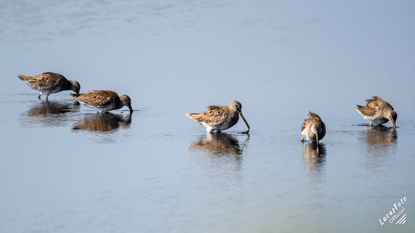 Long-billed Dowitcher
