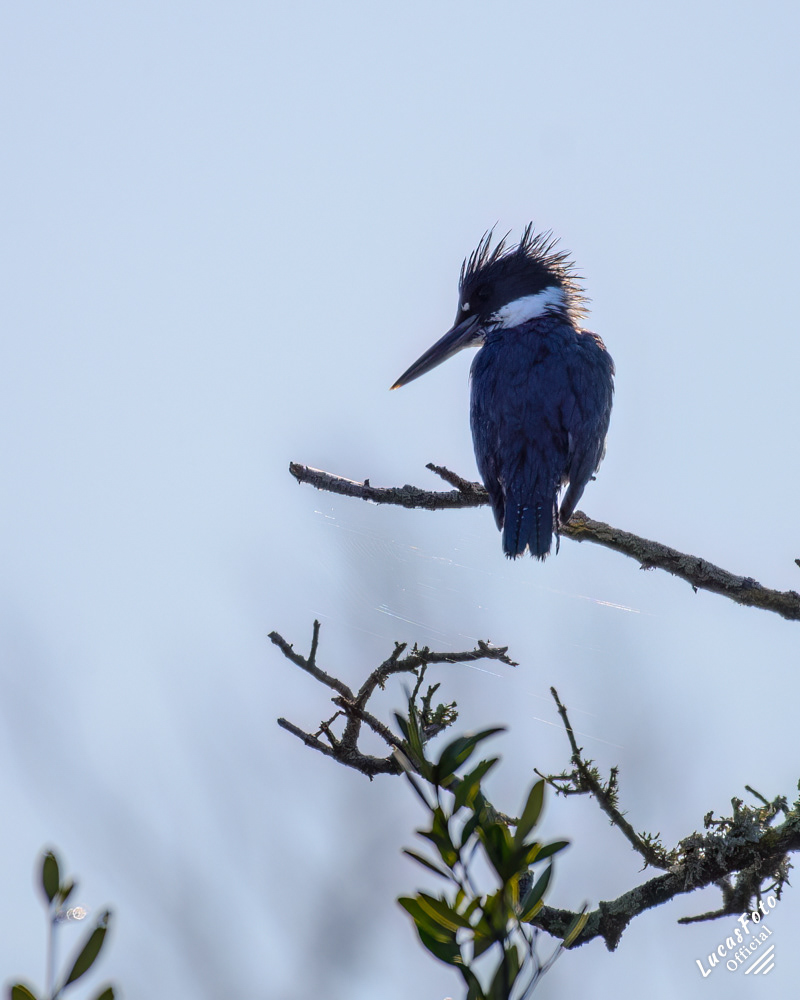 Belted Kingfisher