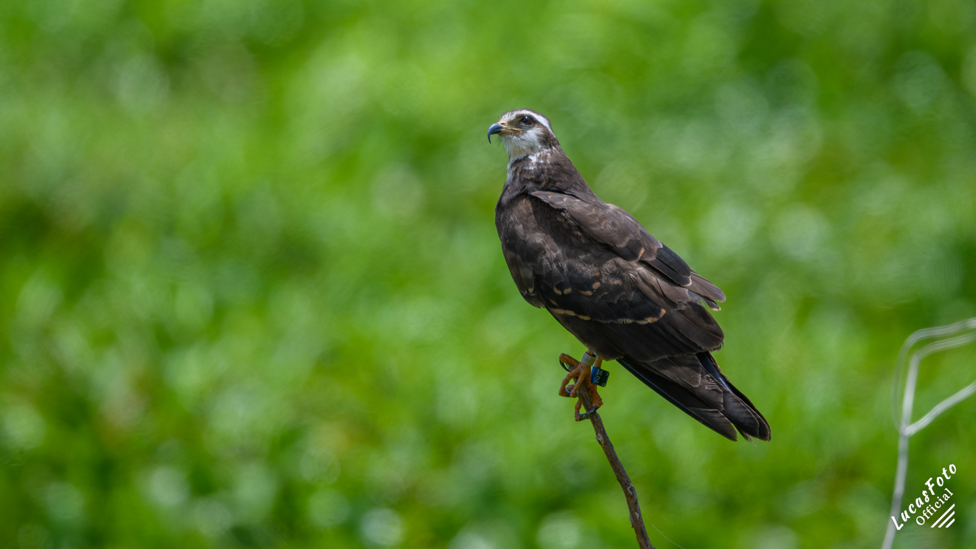 Snail Kite