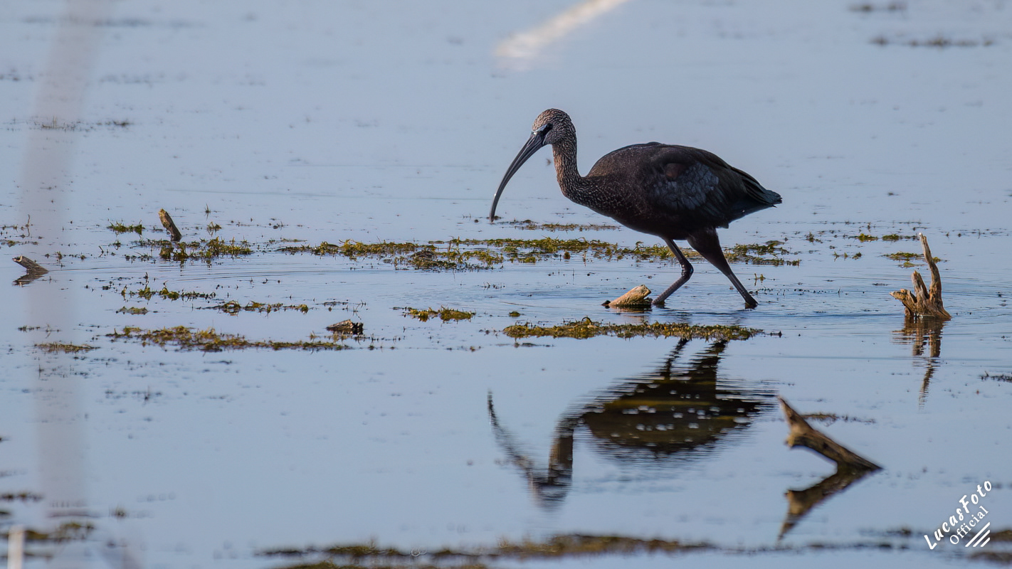 Glossy Ibis