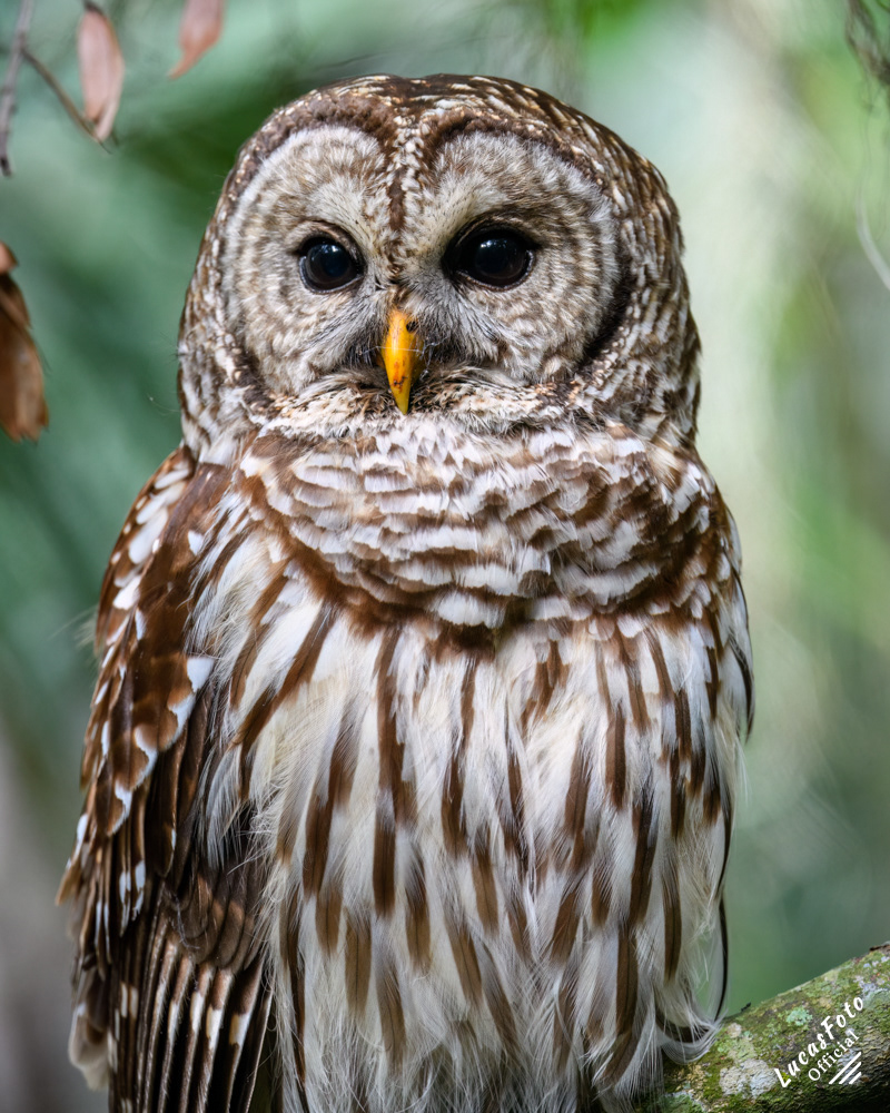 Barred Owl