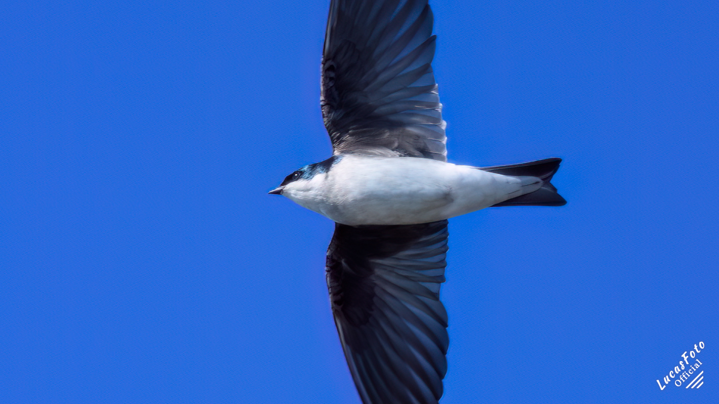 Tree Swallow