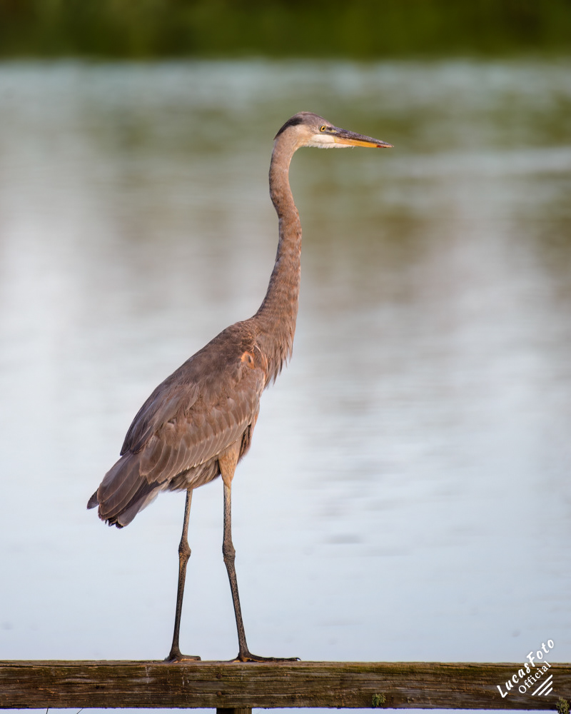 Great Blue Heron