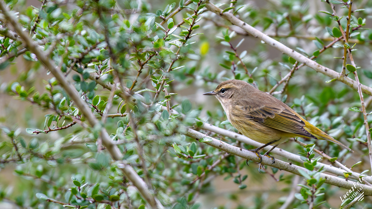 Palm Warbler