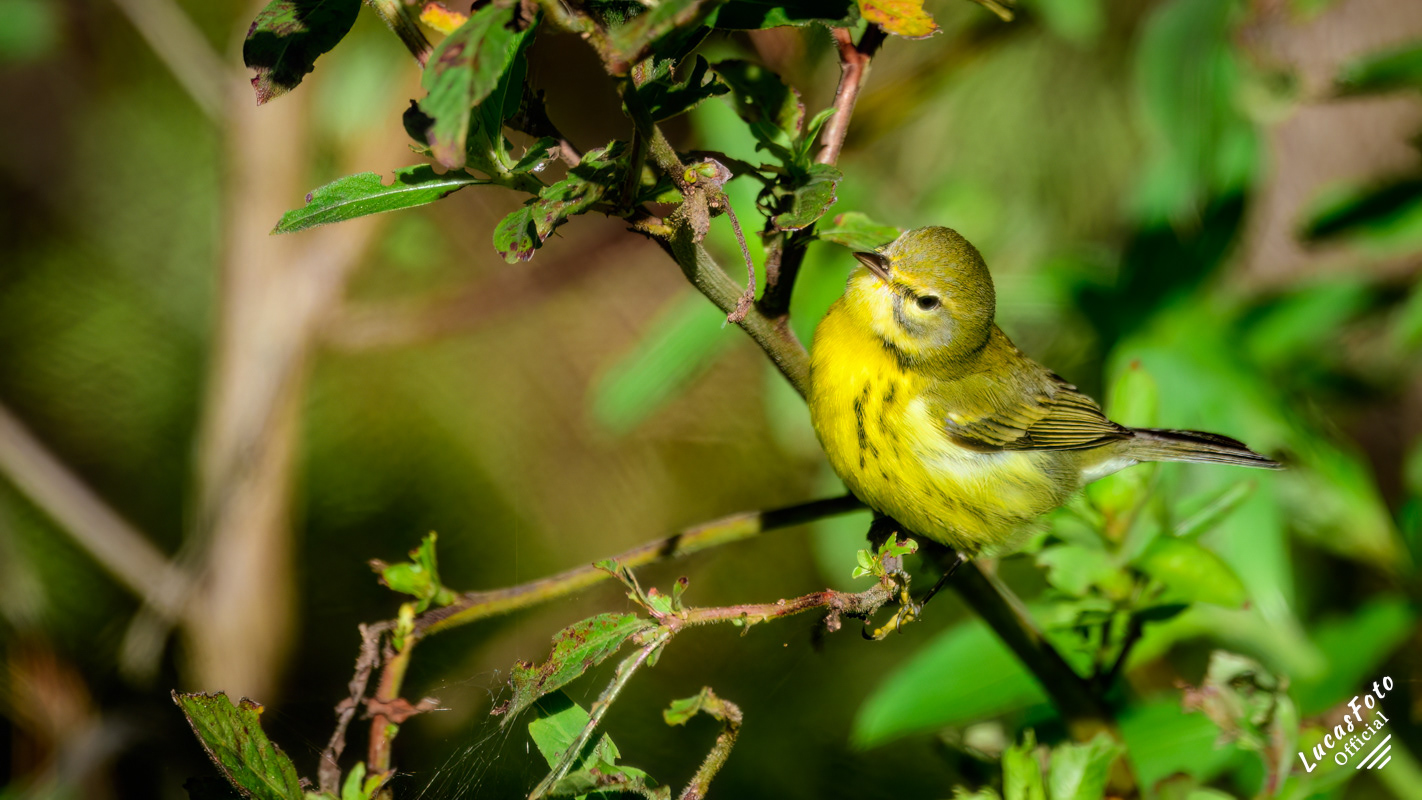Prairie Warbler