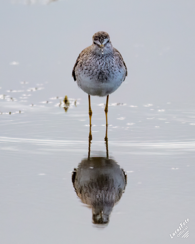 Lesser Yellowlegs