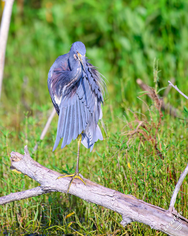 Tricolored Heron