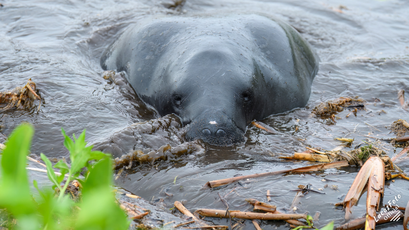 Manatee Mating Ball/Herd