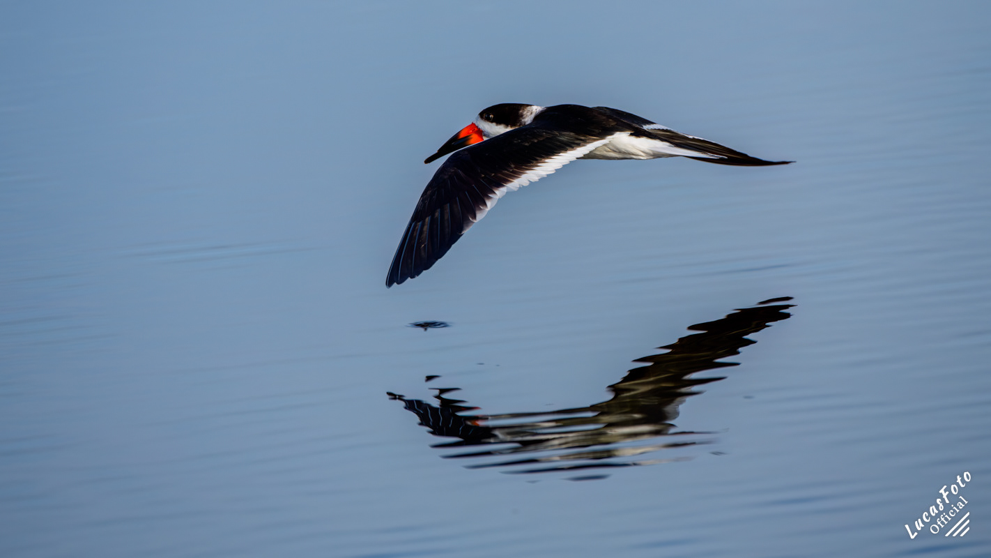 Black Skimmer