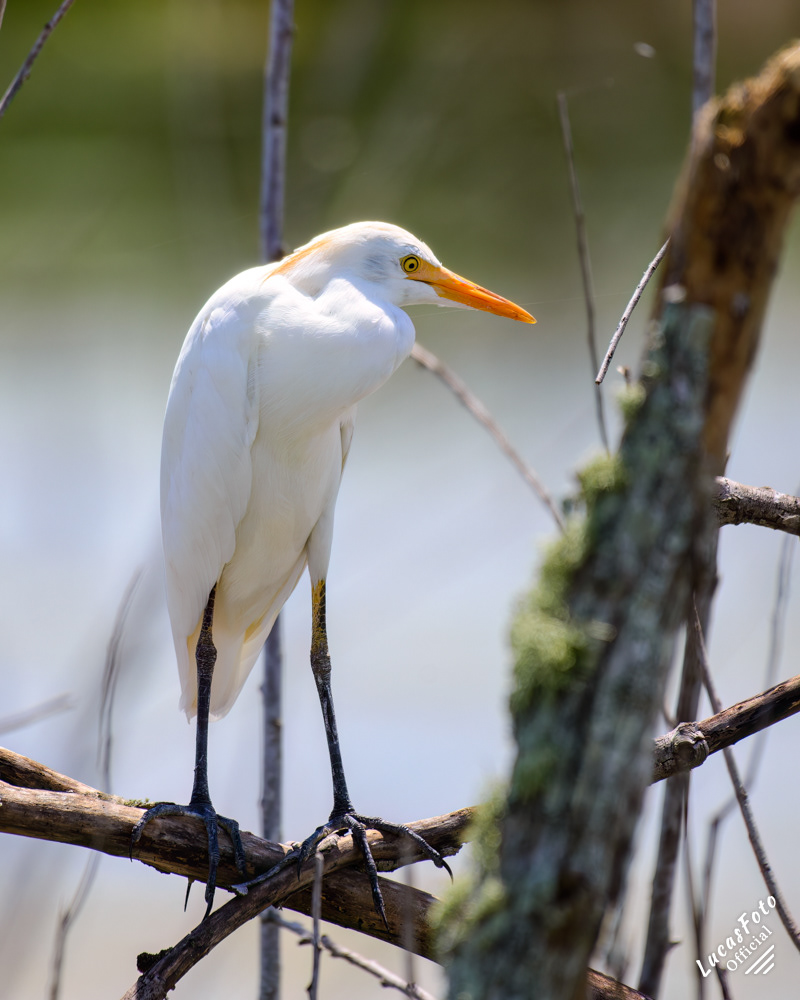 Cattle Egret