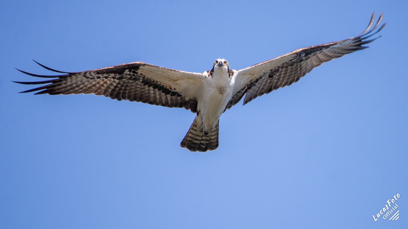 Osprey