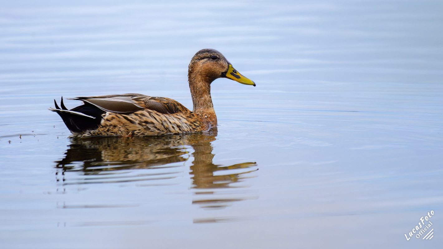 Mottled Duck