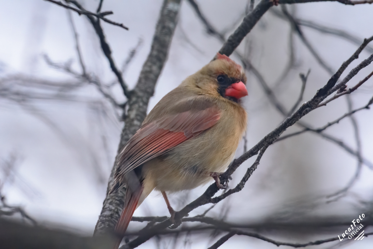 Northern Cardinal