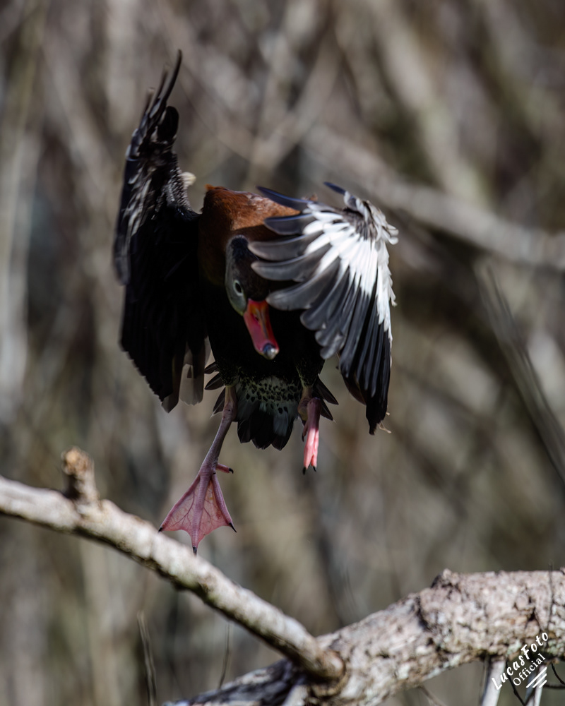 Black-bellied Whistling-Duck