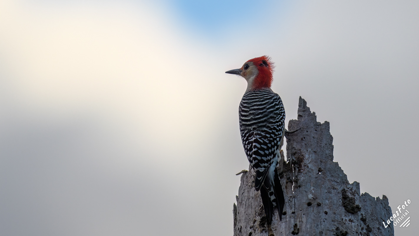 Red-bellied Woodpecker