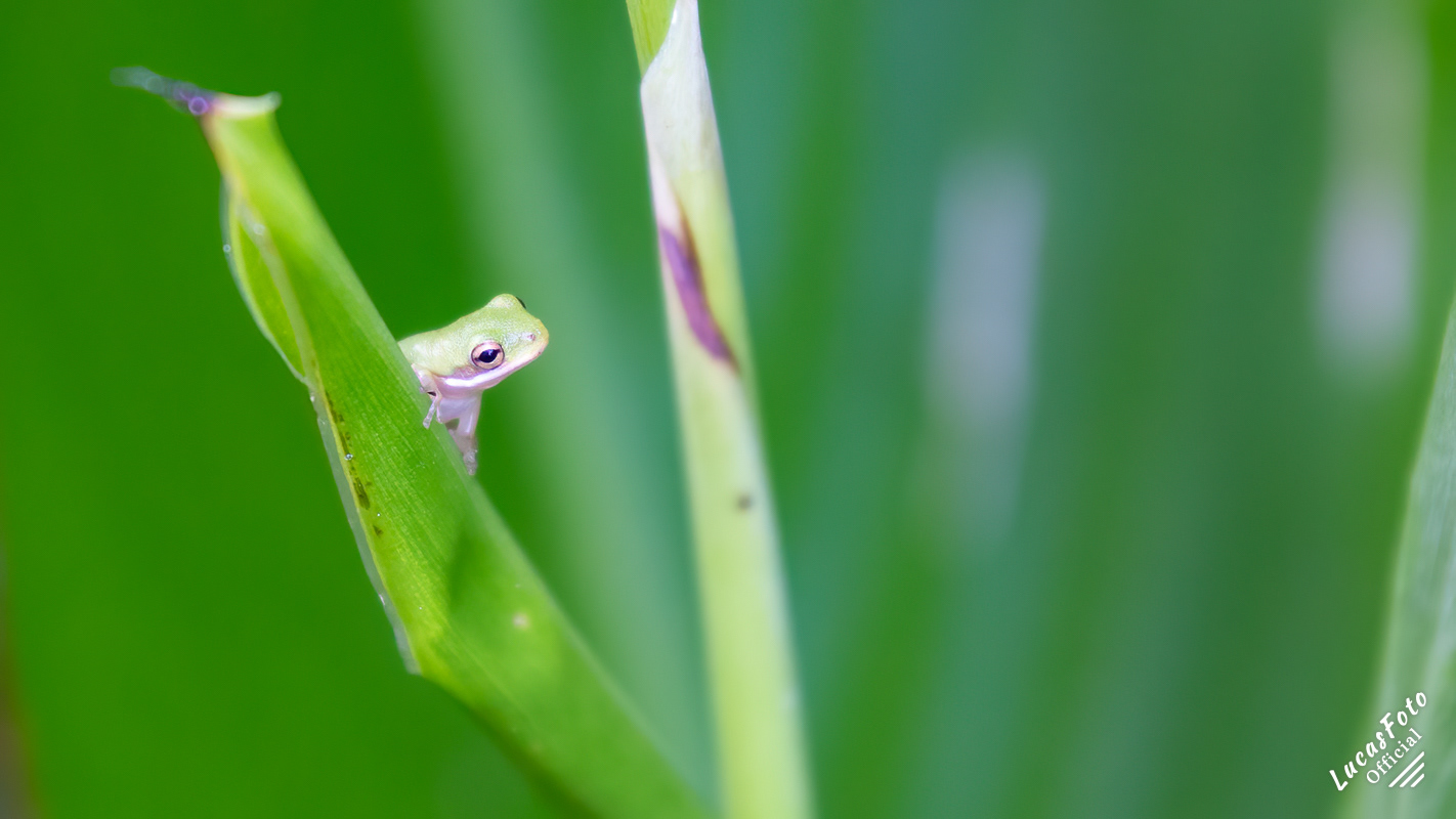 Green Treefrog