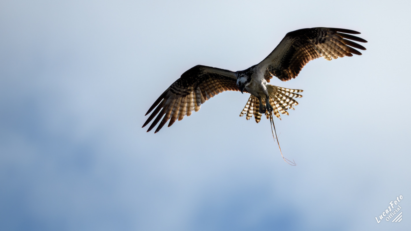 Osprey