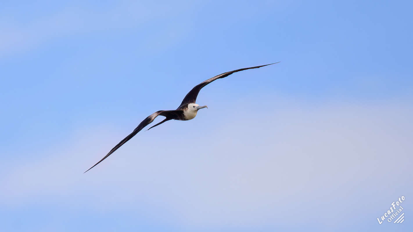 Magnificent Frigatebird