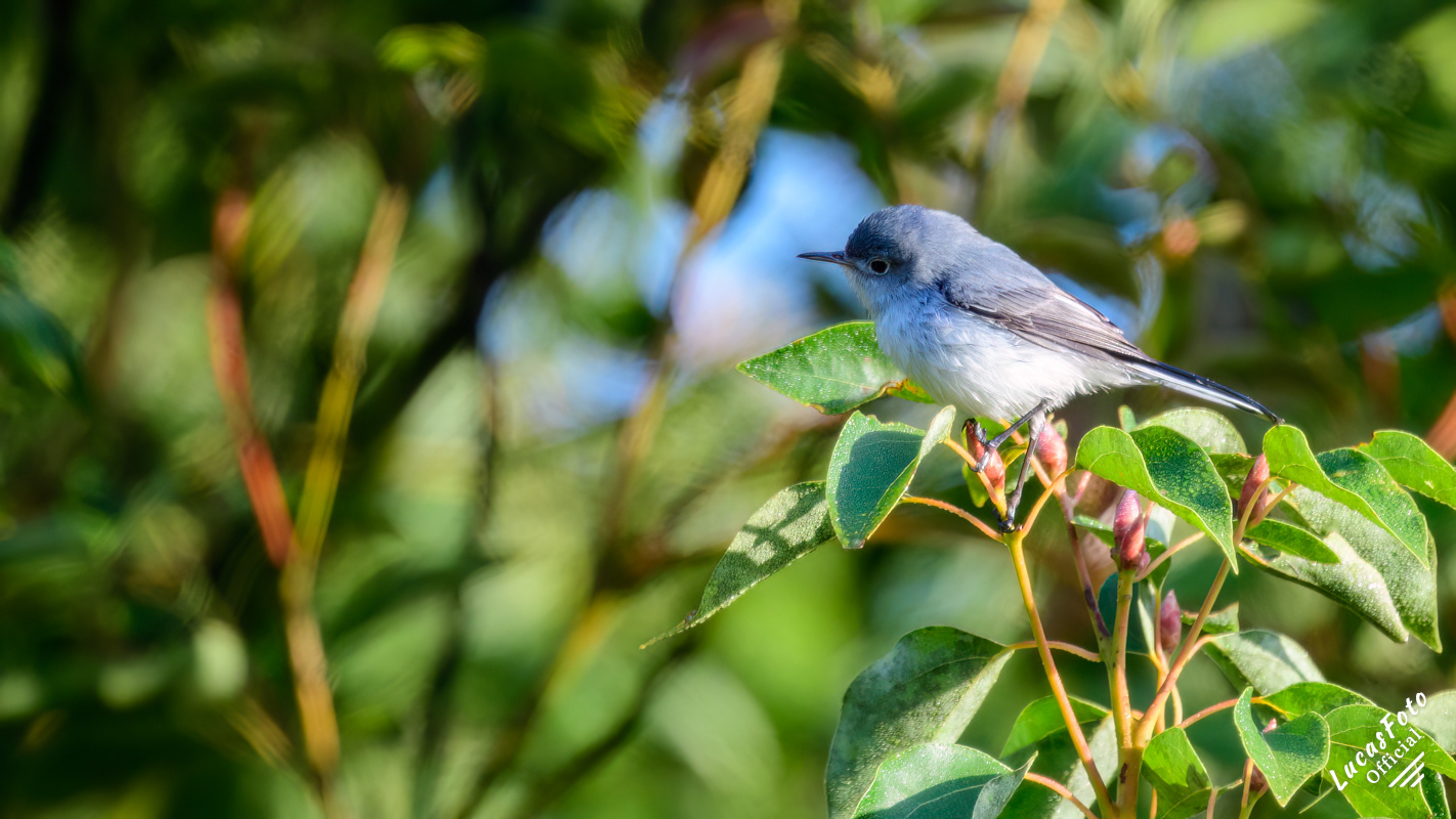 Blue-gray Gnatcatcher