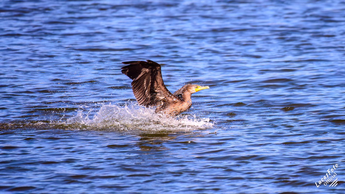 Double-crested Cormorant