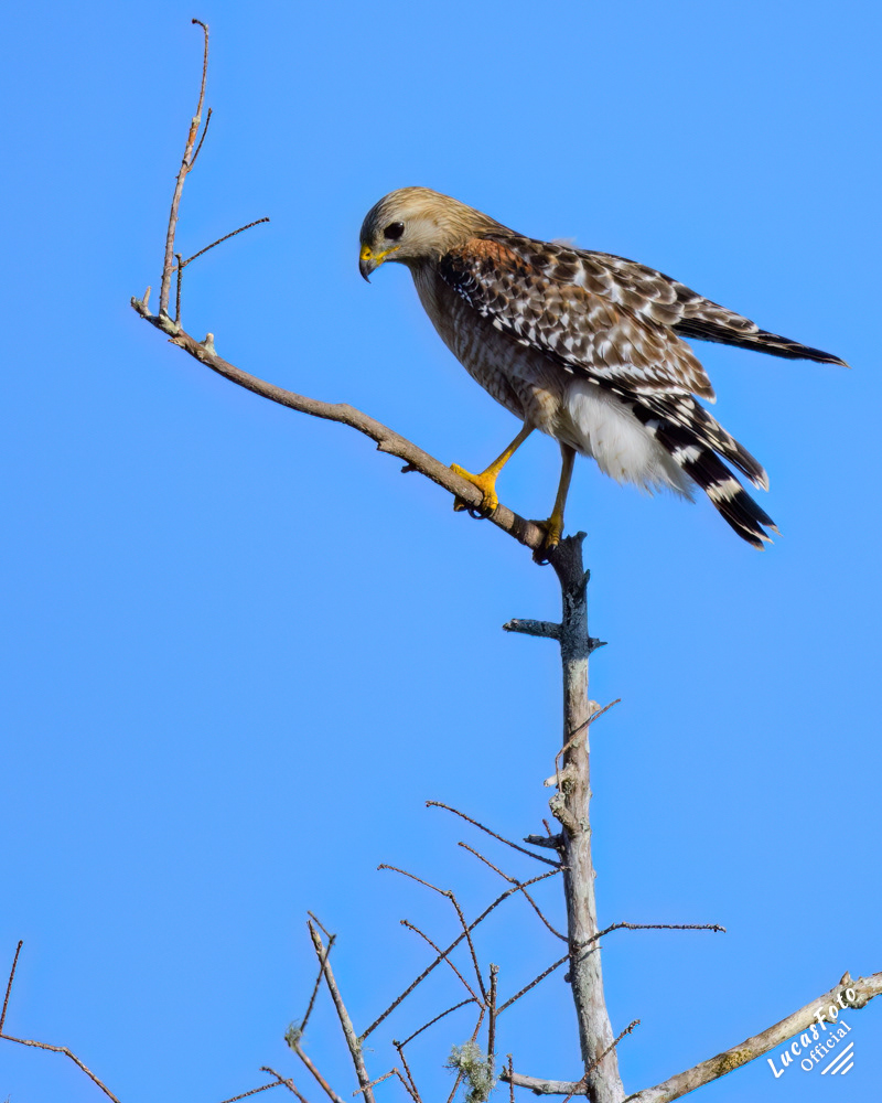 Red-shouldered Hawk