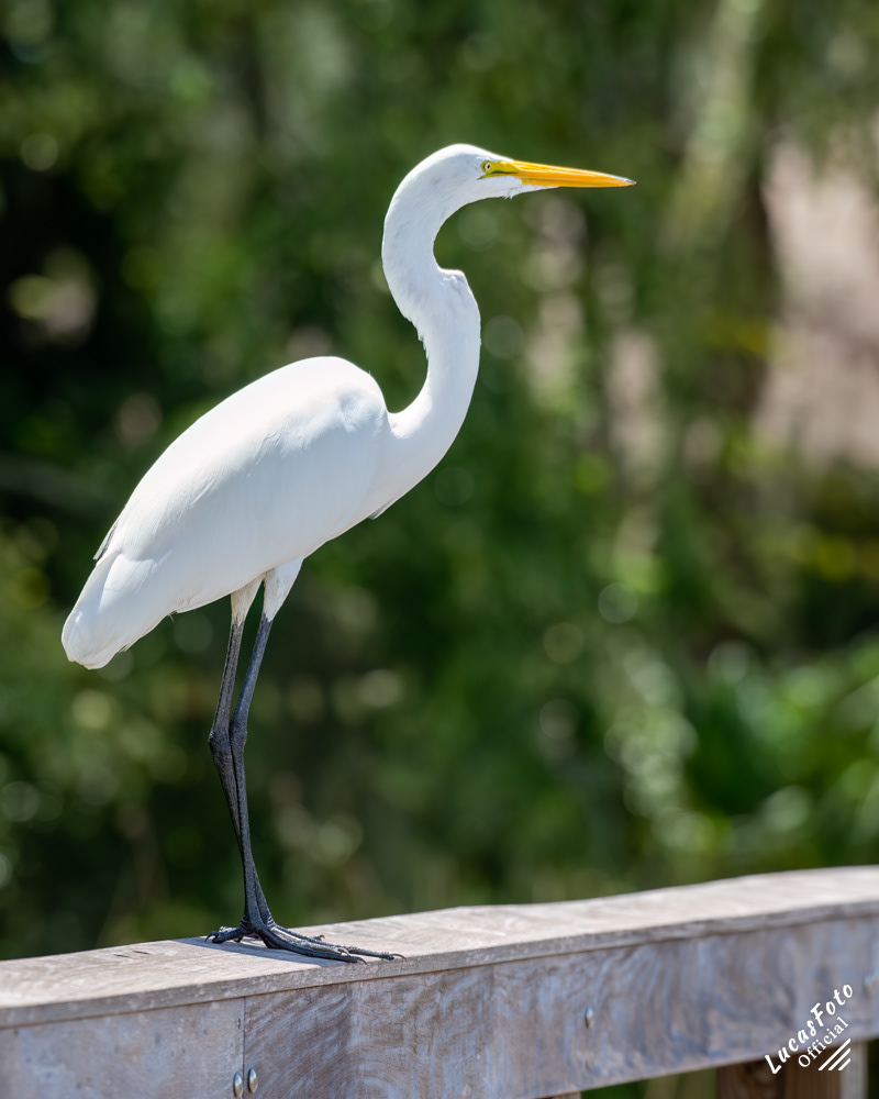 Great Egret