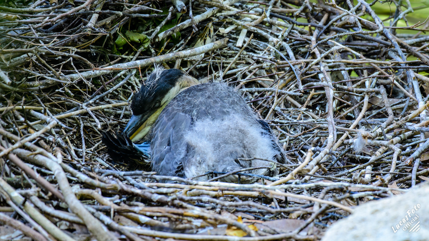 Great Blue Heron