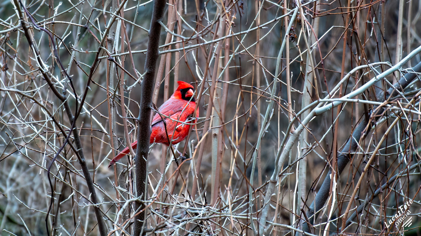 Northern Cardinal