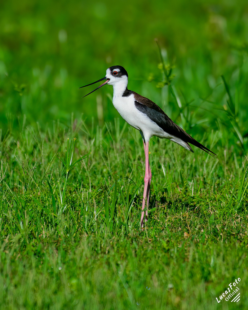 Black-necked Stilt