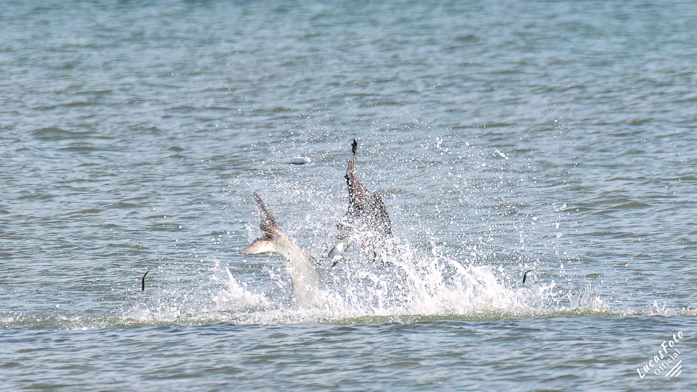 Tarpon / Osprey