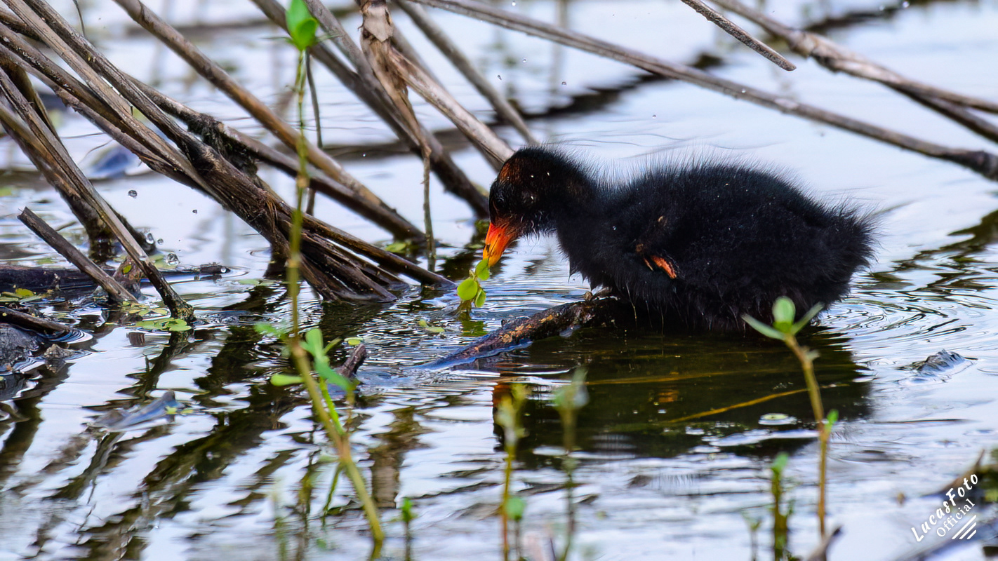 Common Gallinule