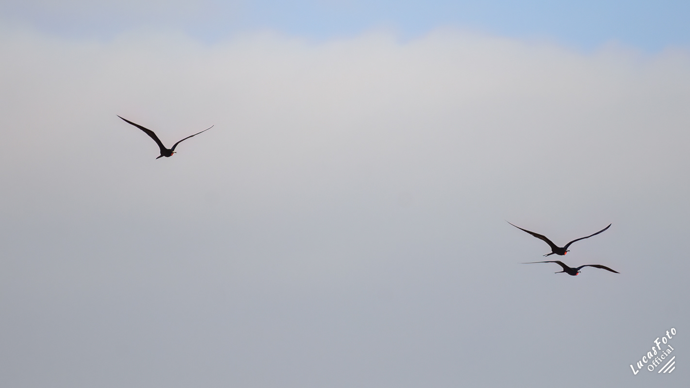 Magnificent Frigatebird