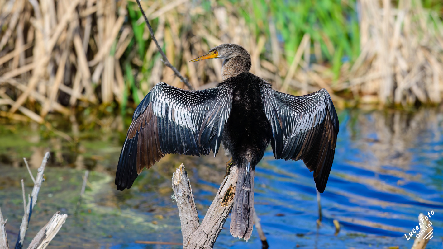 Anhinga