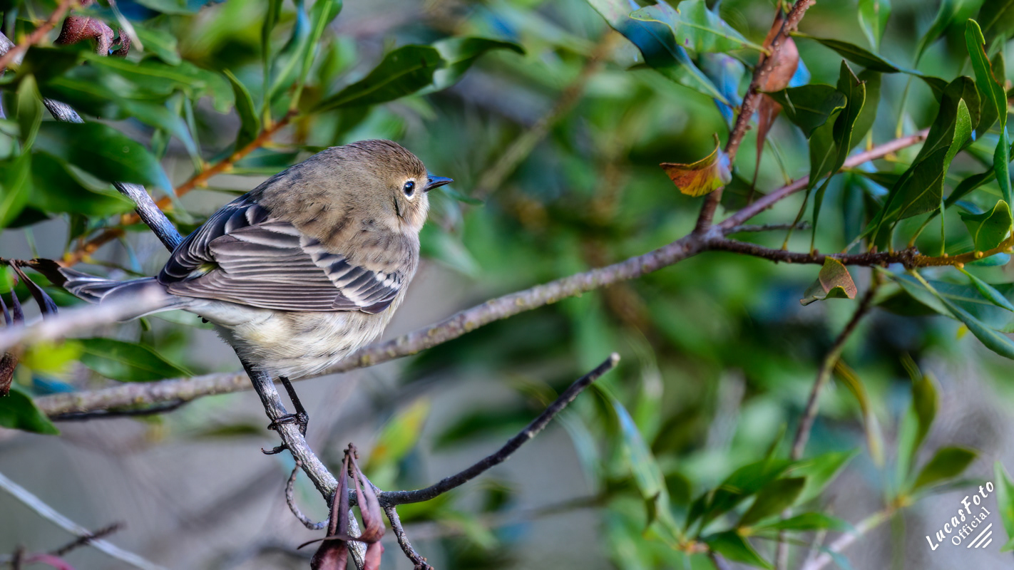 Yellow-rumped Warbler