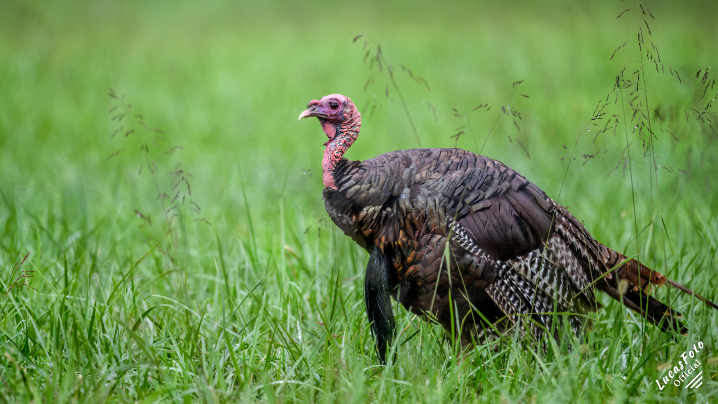 Eastern Wild Turkey