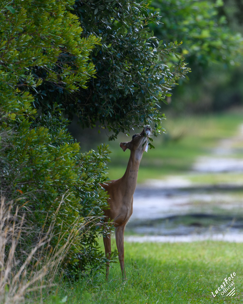 Whitetail