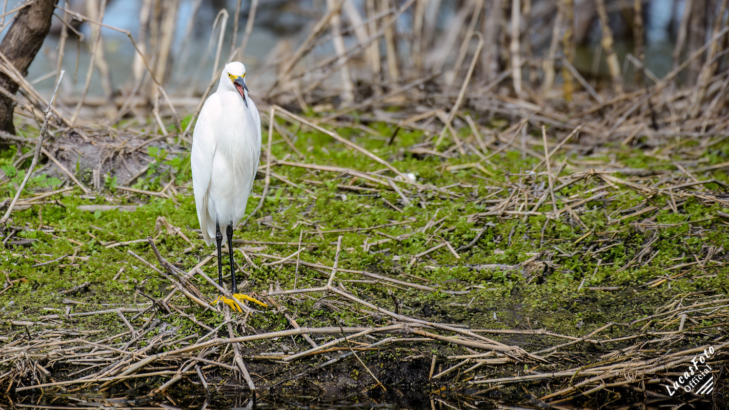 Snowy Egret
