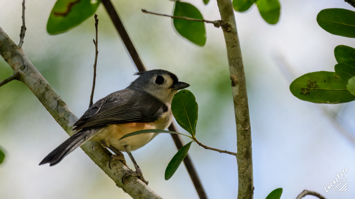 Tufted Titmouse