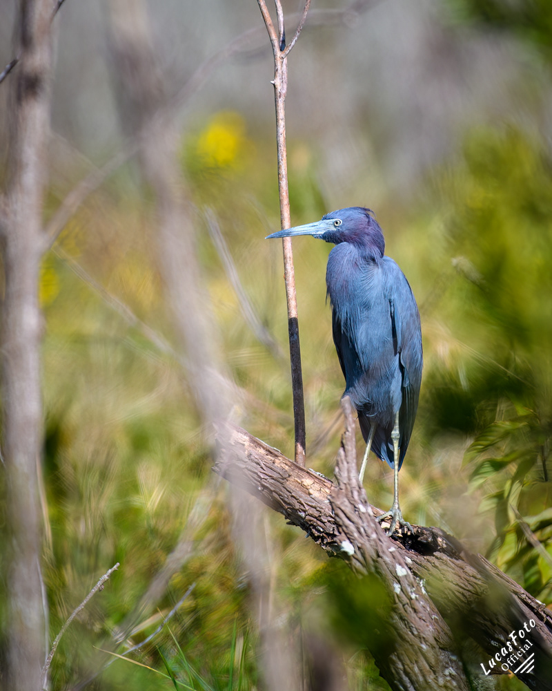 Little Blue Heron