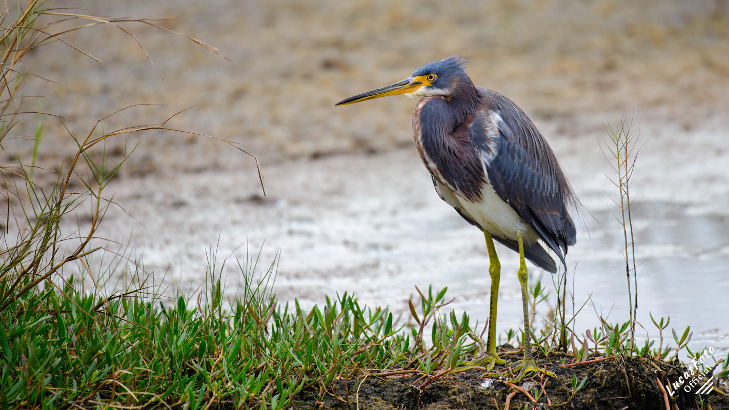 Tricolored Heron