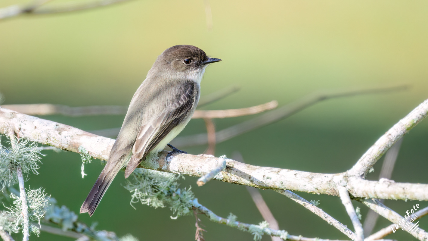 Eastern Phoebe