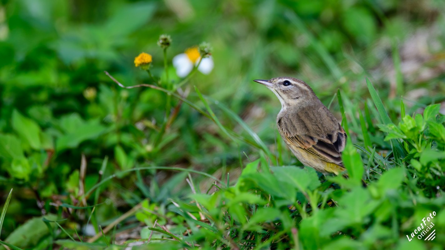 Palm Warbler