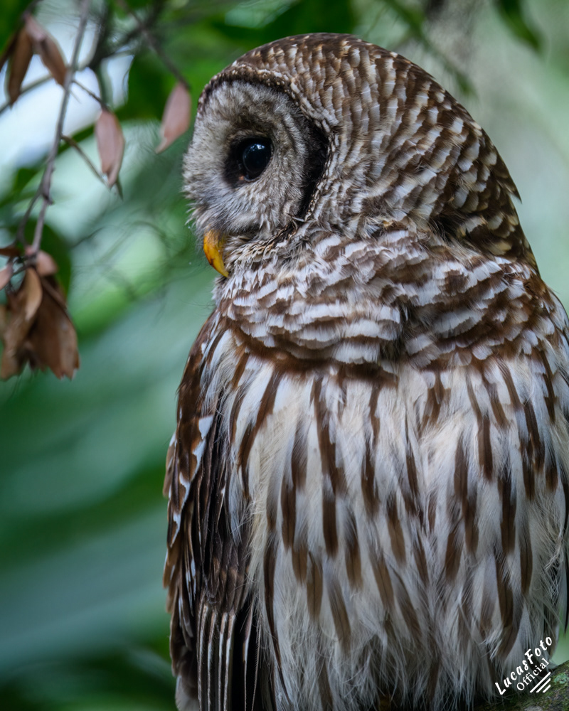 Barred Owl