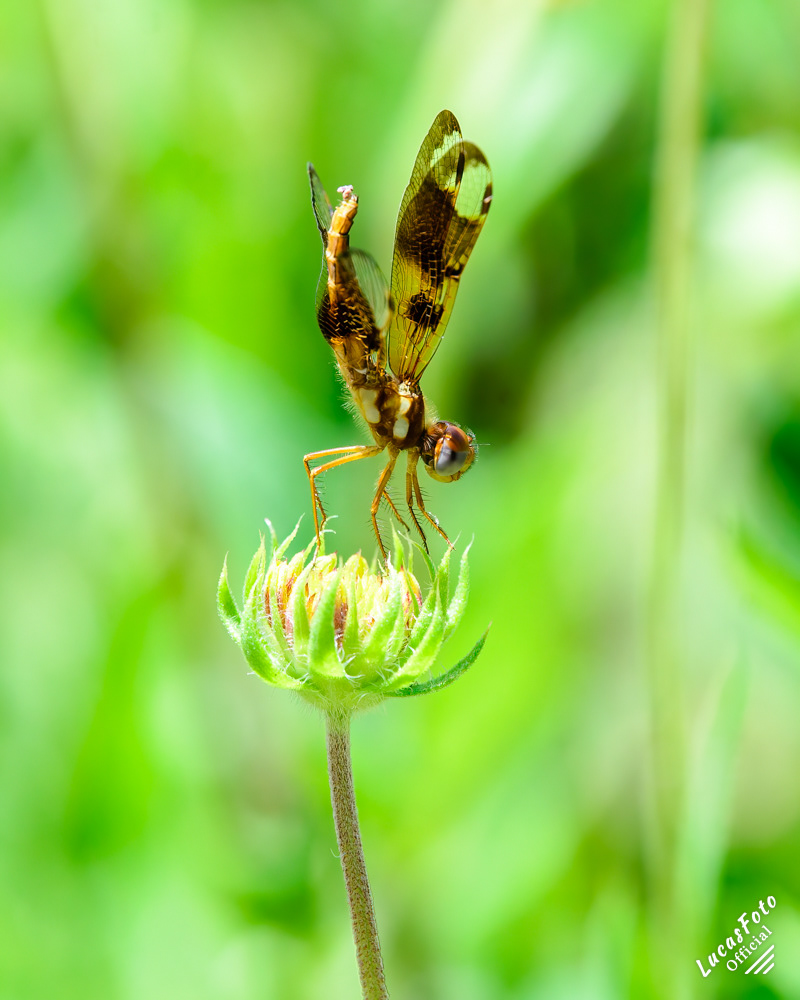 Halloween Pennant