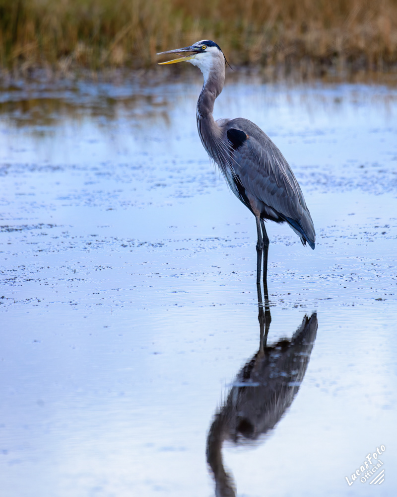 Great Blue Heron