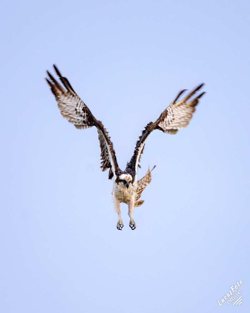 Osprey