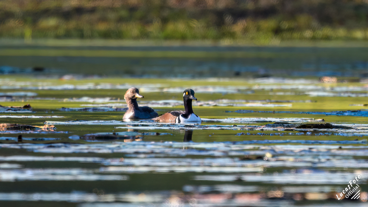 Hooded Merganser